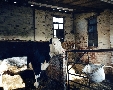 Tyddyn Mon Residency - Cow